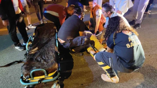 Domuz sürüsüne çarpan motosiklet sürücüsü ağır yaralandı