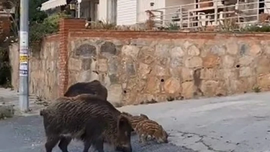 Domuz sürüsünün rahatlığı şaşırttı