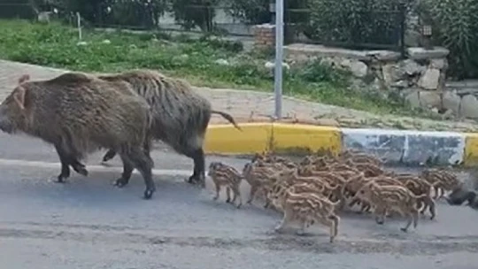 Domuz sürüsünün rahatlığı şaşırttı