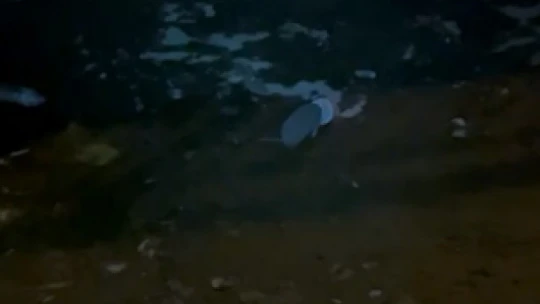 Dondurma kutusuna kafası sıkışan kirpiyi itfaiye kurtardı