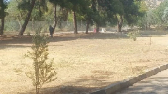 Dünyaca ünlü antik kentte kuru otlar temizlendi