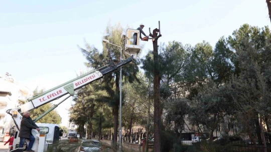 Efeler Belediyesi ağaç budama ve bakım çalışmalarını sürdürüyor