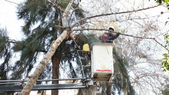 Efeler Belediyesi ağaç budama ve bakım çalışmalarını sürdürüyor
