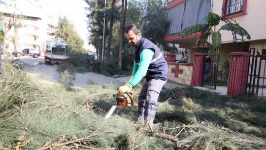 Efeler Belediyesi ağaç budama ve bakım çalışmalarını sürdürüyor