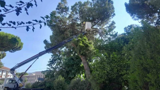 Efeler Belediyesi'nden yaşlı ve çürümüş ağaçlara müdahale