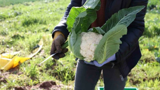 Efeler Belediyesi'nin karnabaharları hasat edildi
