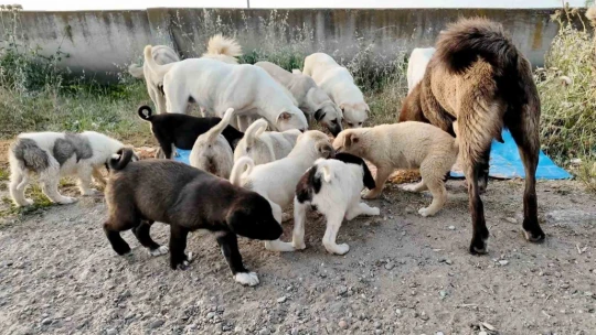 Efeler Belediyesi, sokak hayvanları için çalışmalarını sürdürüyor