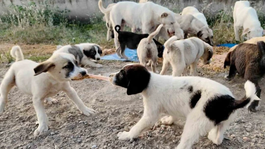 Efeler Belediyesi, sokak hayvanları için çalışmalarını sürdürüyor