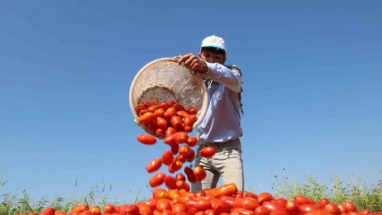 Efeler'de 'Yüzde Yüz Kadın Emeği Tarımsal Ürün Fabrikası' Türkiye'ye örnek oluyor