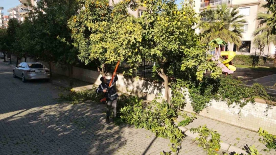 Efeler'de ağaç budama çalışmaları sürüyor