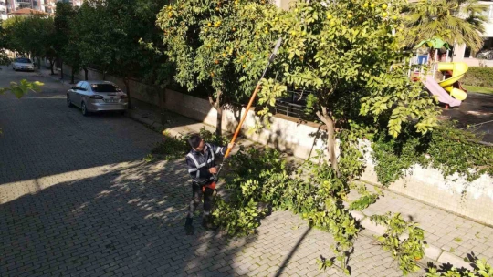 Efeler'de ağaç budama çalışmaları sürüyor