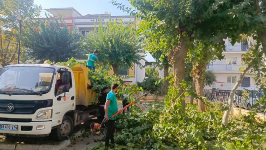 Efeler'de ağaç budama çalışmaları sürüyor