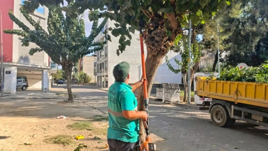 Efeler'de ağaç budama çalışmaları sürüyor