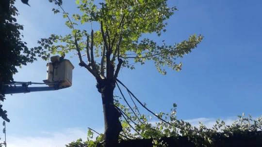 Efeler'de ağaç budama çalışmaları sürüyor