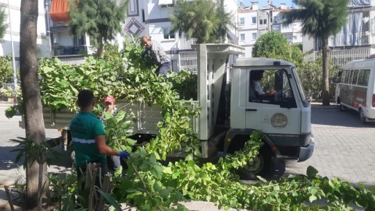 Efeler'de ağaç budama çalışmaları sürüyor