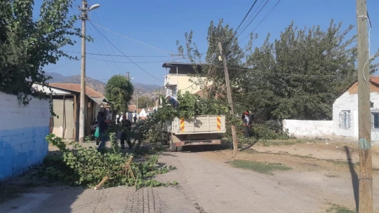Efeler'de ağaç budama çalışmaları sürüyor