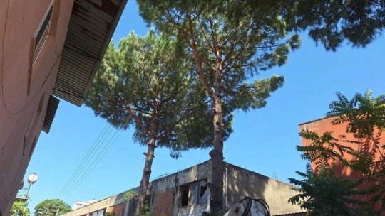 Efeler'de elektrik tellerine temas eden ağaçlar budandı