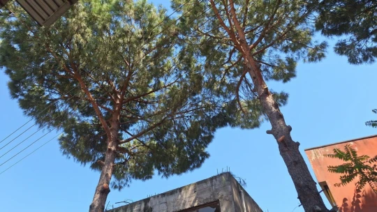 Efeler'de elektrik tellerine temas eden ağaçlar budandı