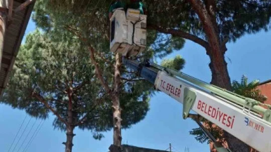 Efeler'de elektrik tellerine temas eden ağaçlar budandı