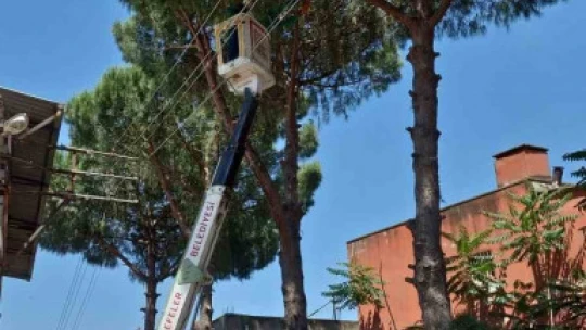 Efeler'de elektrik tellerine temas eden ağaçlar budandı