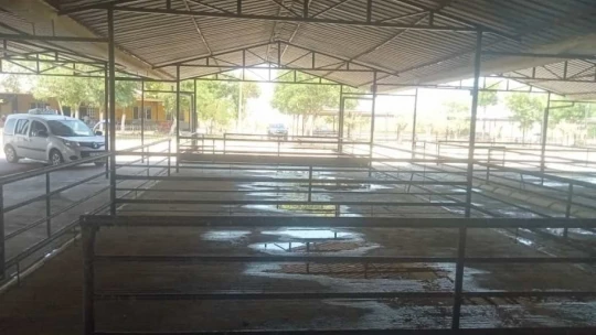 Efeler'de hayvan pazarları bayrama hazırlanıyor