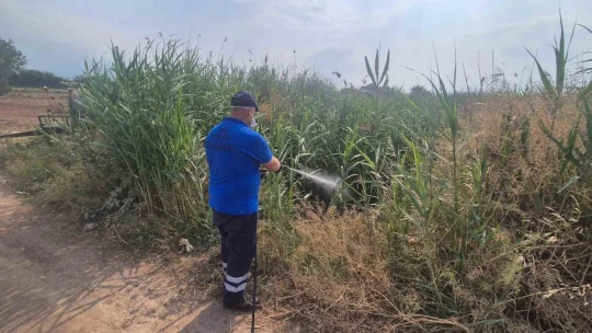 Efeler'de ilaçlama çalışmaları aralıksız sürüyor
