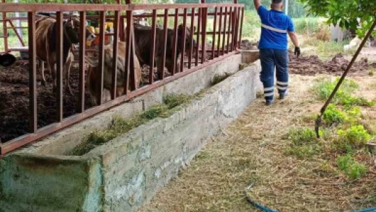 Efeler'de ilaçlama çalışmaları aralıksız sürüyor