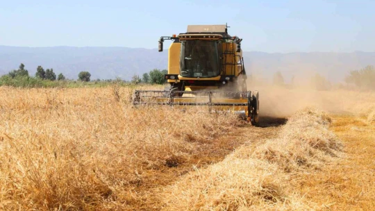 Efeler'de karakılçık buğdayının ilk hasadı gerçekleştirildi