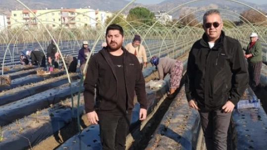 Efeler'de kış çilekleri toprakla buluştu