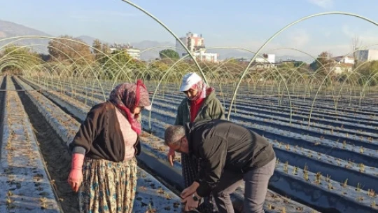 Efeler'de kış çilekleri toprakla buluştu