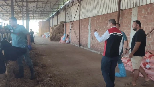 Efeler'de şap aşılaması devam ediyor