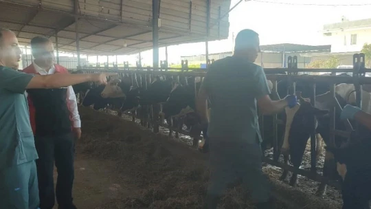 Efeler'de şap aşılaması devam ediyor