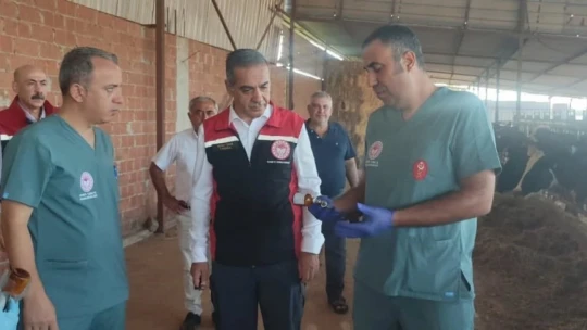 Efeler'de şap aşılaması devam ediyor