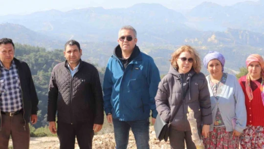 Efeler'de sarı lop incir fidanlarının gelişimi izleniyor