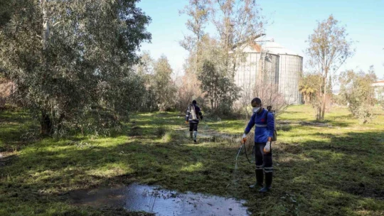 Efeler'de sineklerle mücadele 12 ay boyunca devam ediyor