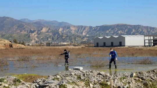 Efeler'de sineklerle mücadele 12 ay boyunca devam ediyor
