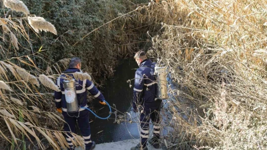 Efeler'de sineklerle mücadele 12 ay boyunca devam ediyor