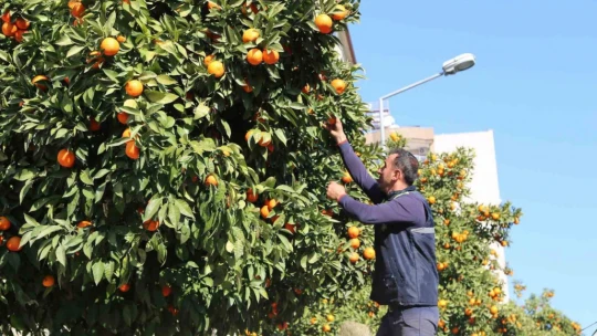 Efeler'in simgesi turunçlar çürümeye terk edildi