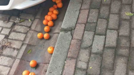Efeler'in simgesi turunçlar çürümeye terk edildi