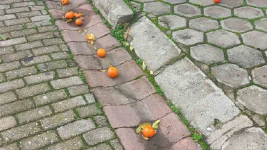 Efeler'in simgesi turunçlar çürümeye terk edildi