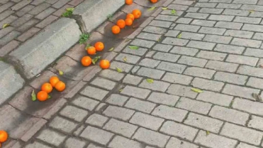 Efeler'in simgesi turunçlar çürümeye terk edildi
