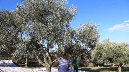 Efeler'in zeytinleri için hasat başladı