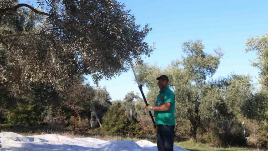 Efeler'in zeytinleri için hasat başladı