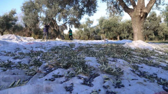 Efeler'in zeytinleri için hasat başladı