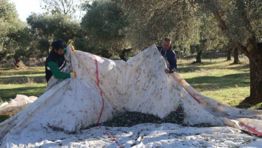 Efeler'in zeytinleri için hasat başladı