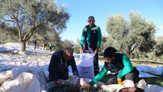 Efeler'in zeytinleri için hasat başladı