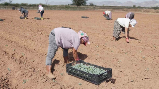 Efeler üretmeye devam ediyor