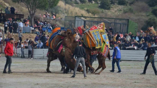 Ege'de deve güreşi heyecanı başladı
