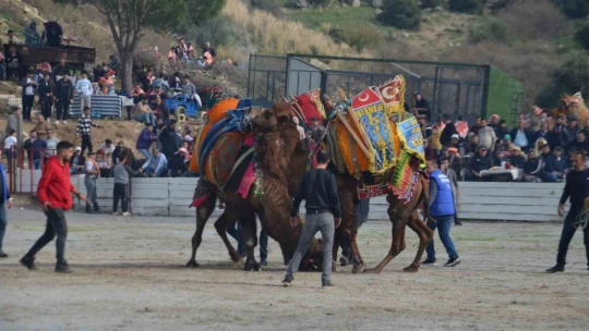 Ege'de deve güreşi heyecanı başladı
