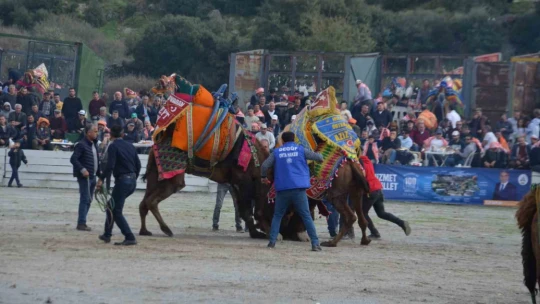 Ege'de deve güreşi heyecanı başladı